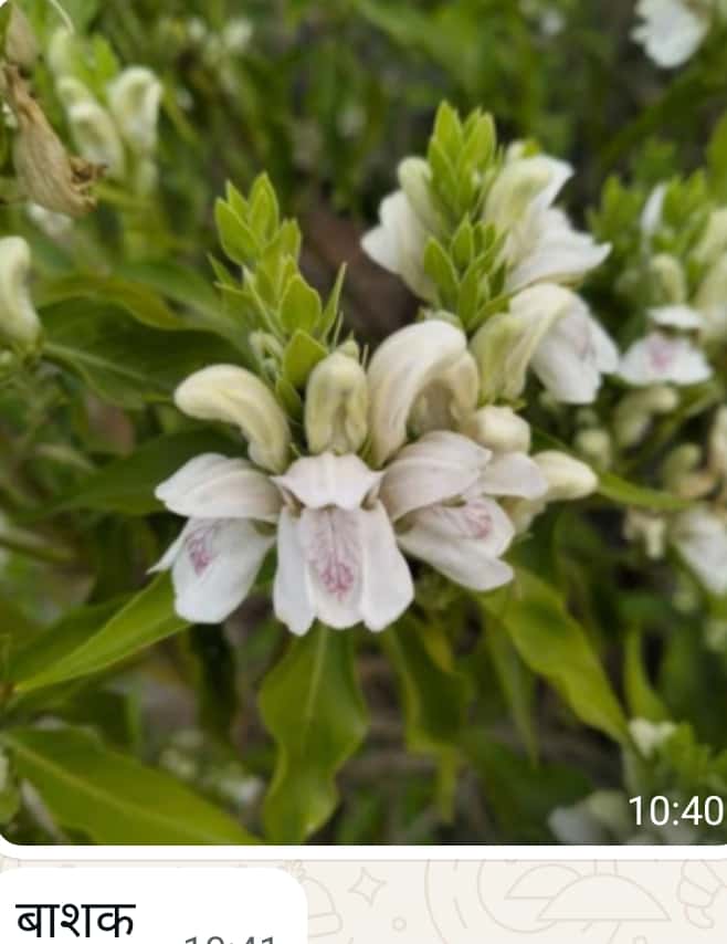 कई महत्वपूर्ण औषधीय पौधे न सिर्फ बगीचों से, बल्कि समाज से भी धीरे-धीरे गायब 